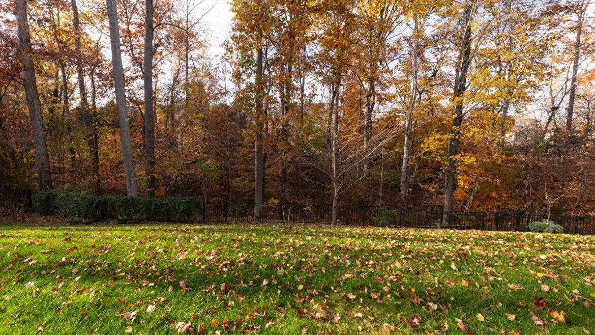 A guide to October lawn care in different zones A lawn covered in fall leaves in autumn, with trees covered in bronze foliage