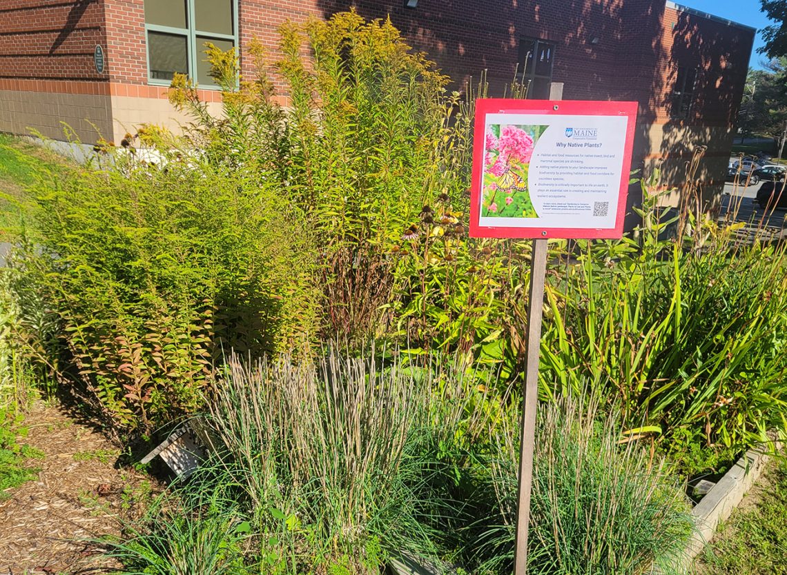 Pollinator garden where a diverse range of pollen and nectar-rich native Maine plants provide food and shelter to support critical garden bees, butterflies and insects.