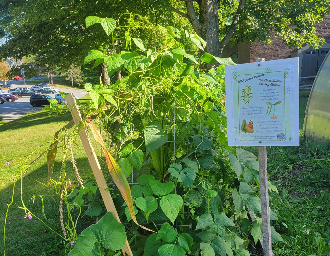 A raised bed featuring the Three Sisters Native American companion planting technique that combines corn, beans and squash to create a mutually beneficial ecosystem