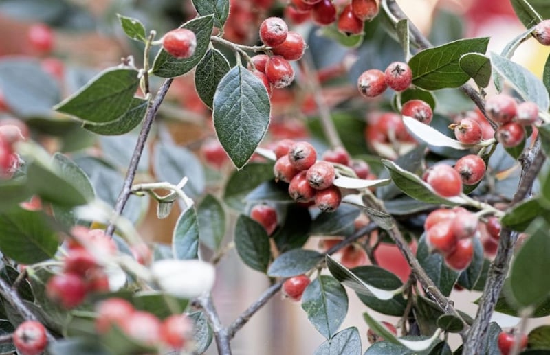 Cotoneaster franchetii will help to block out and soak up air pollution if used as hedging 