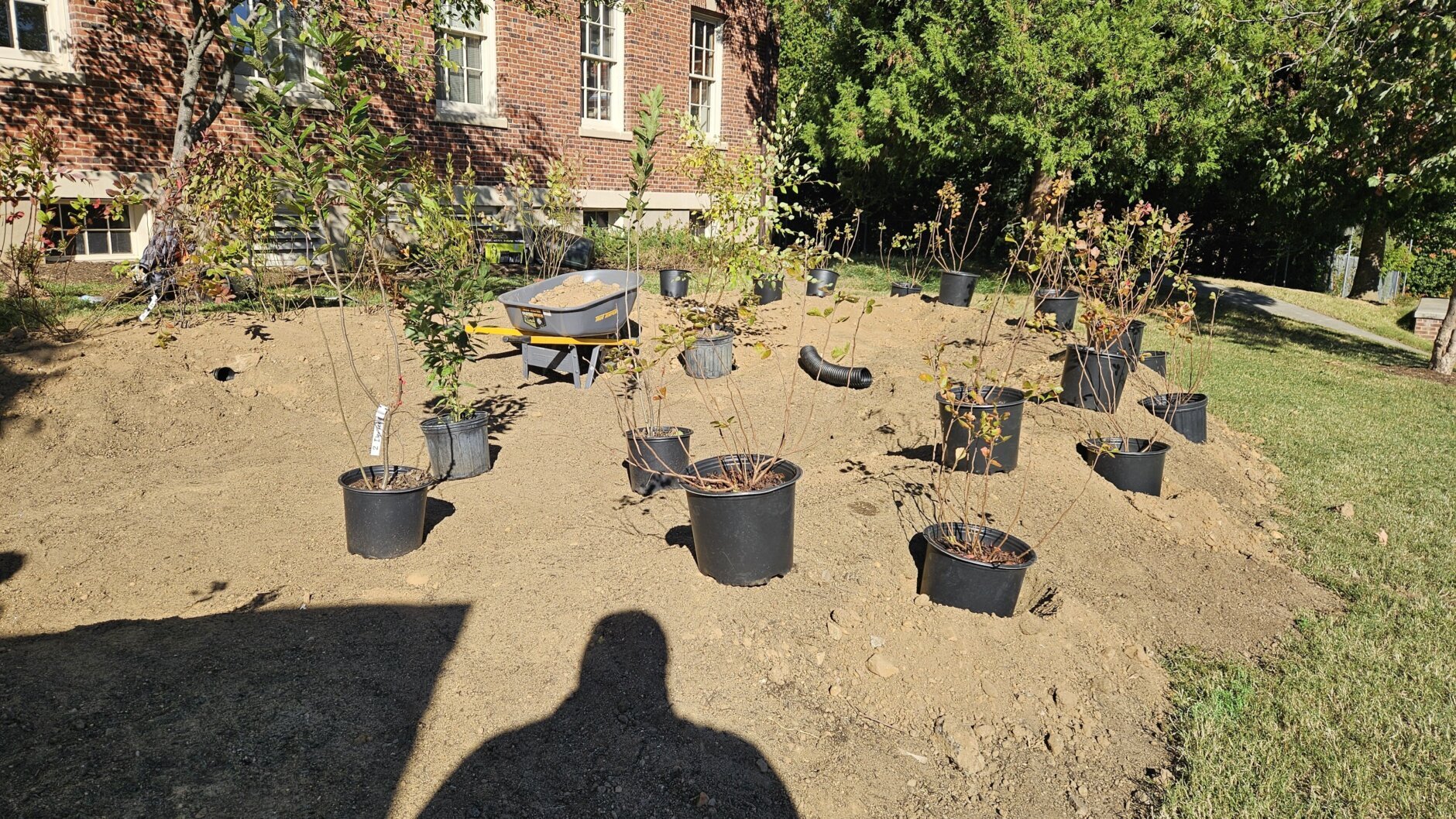 Rain garden