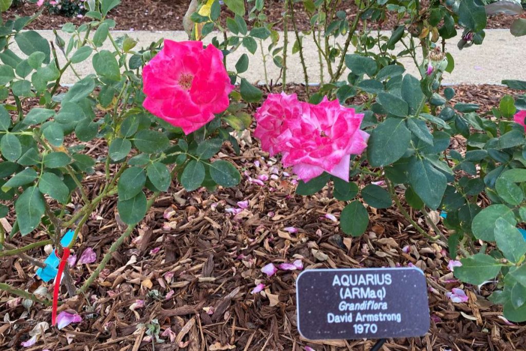 Roses in the plaza will have the name of the breeder and the date they were developed.
Photos by Stephanie Uchida
