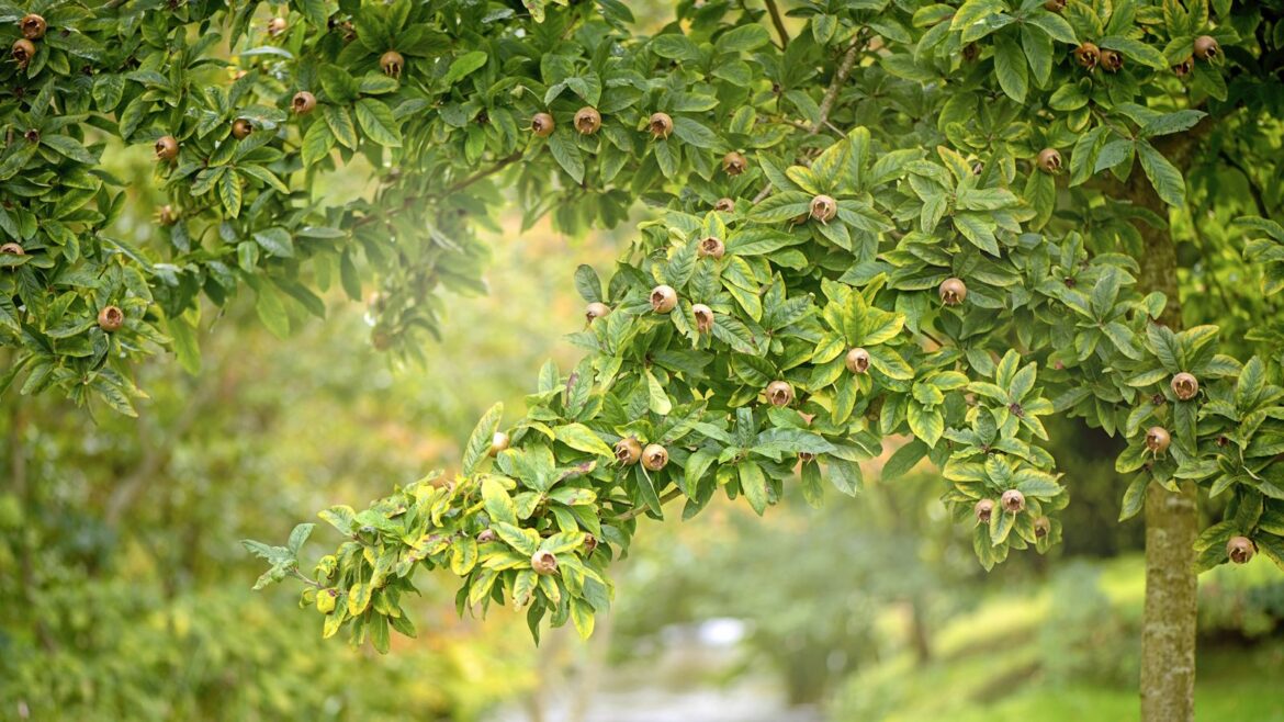 Medlar tree with green leaves and brown fruits in summer