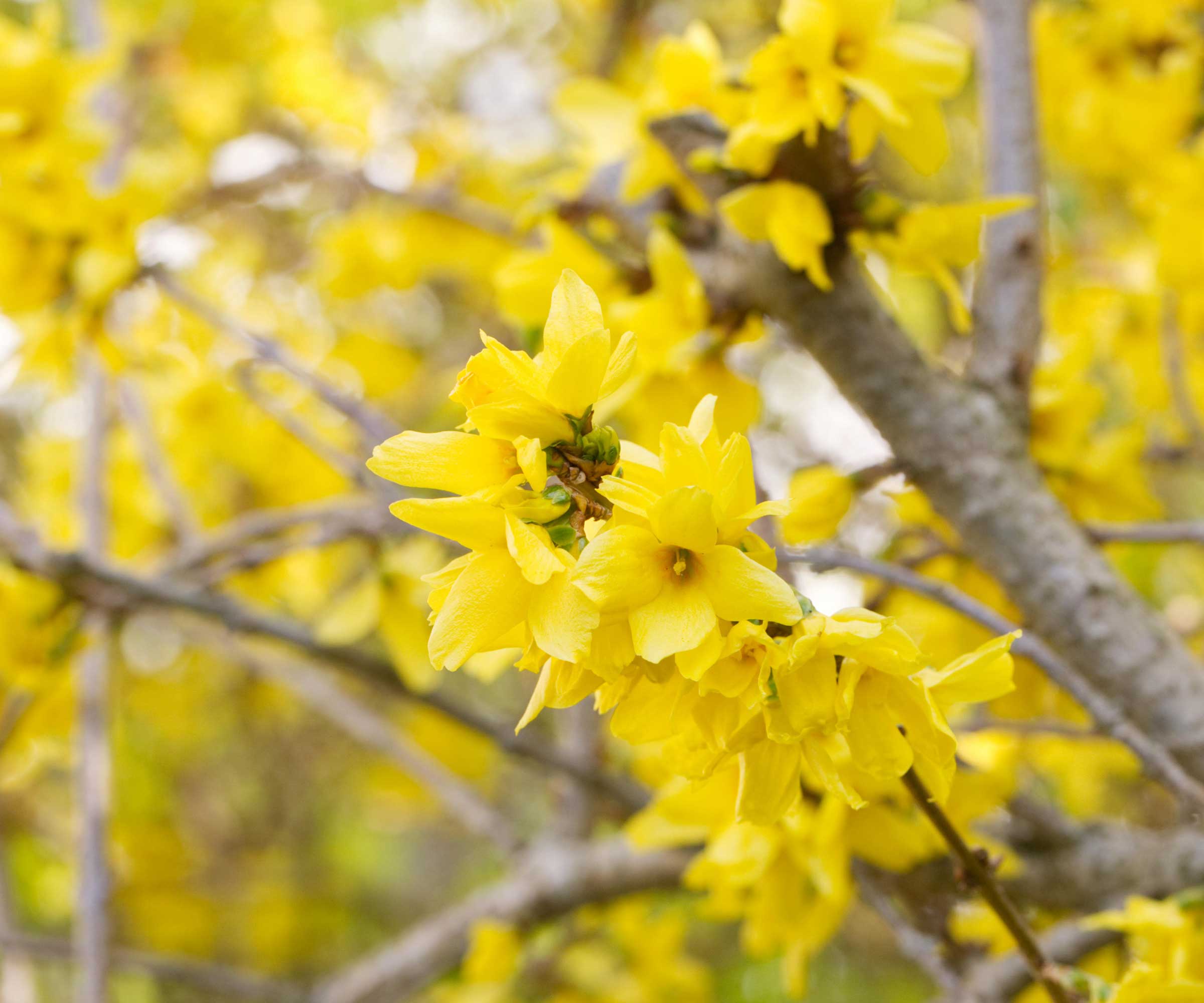 forsythia