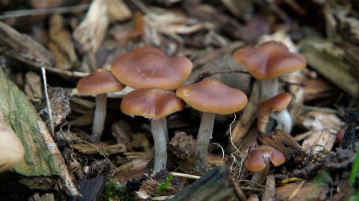 What wild fungi will do to your garden, according to an RHS expert