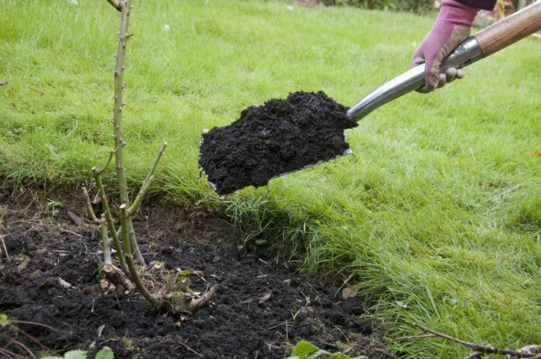 Mulching a rose after pruning. Image via Guy Barter