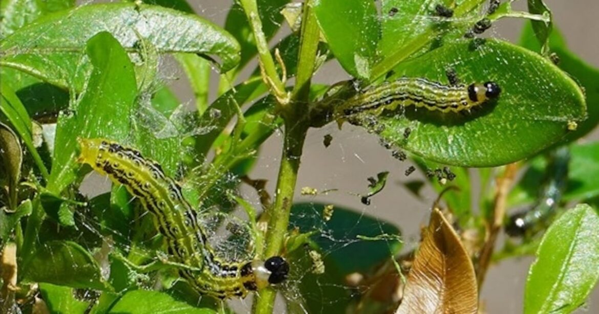 What to know about this invader What to know about this invader