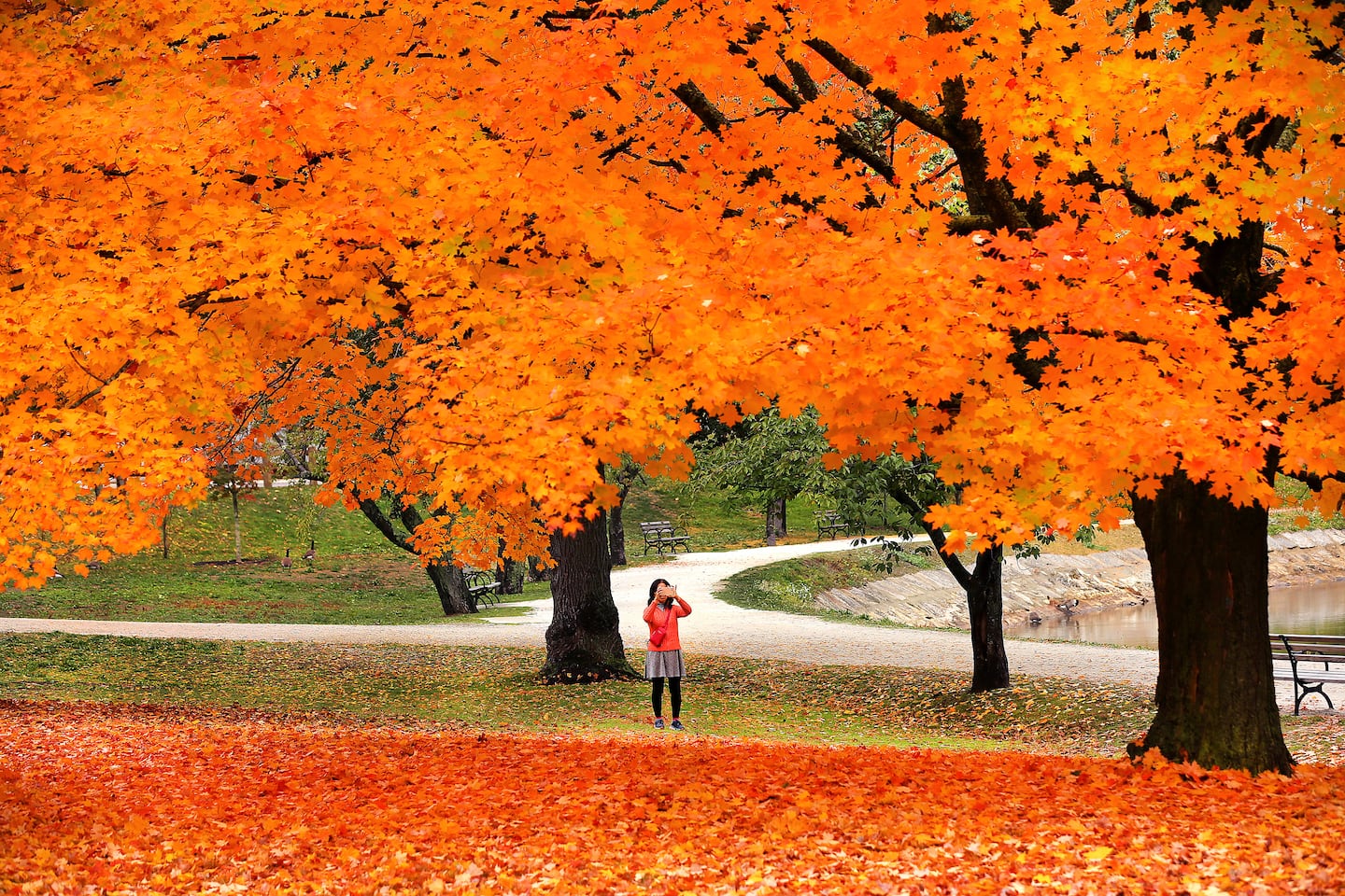Lu Huang from West Roxbury takes a photo of sugar maple trees bursting with color at Brookline Reservoir Park.  