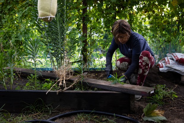 Edith Rivera digs up a bed in preparation for winter crops at the Tijuana River Valley Community Garden on Wednesday, Oct. 8, 2025 in San Diego, CA. Rivera and others were told by management that they were being evicted because of the ongoing pollution concerns caused by the Tijuana River sewage. (Ana Ramirez / The San Diego Union-Tribune)