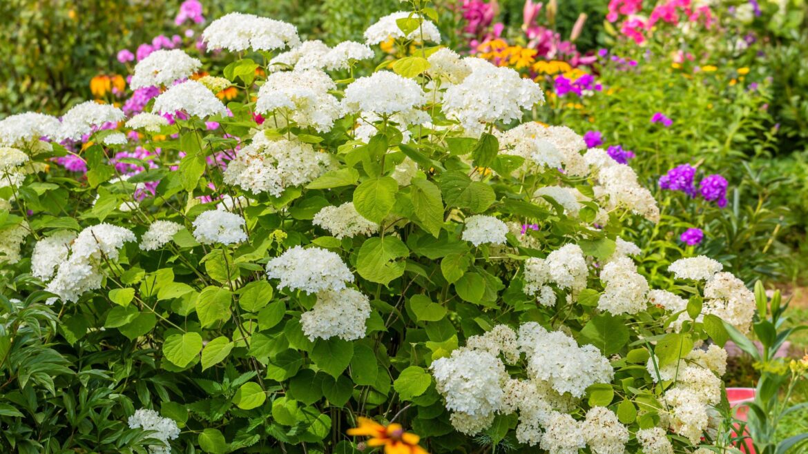 The 2 mistakes you should never make with hydrangeas in autumn
