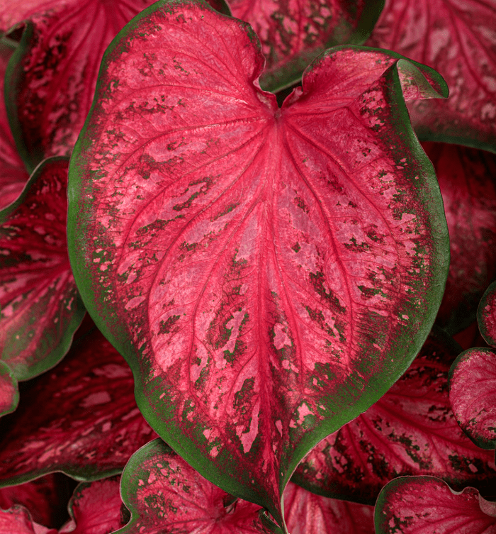 heart to heart scarlet flame caladium