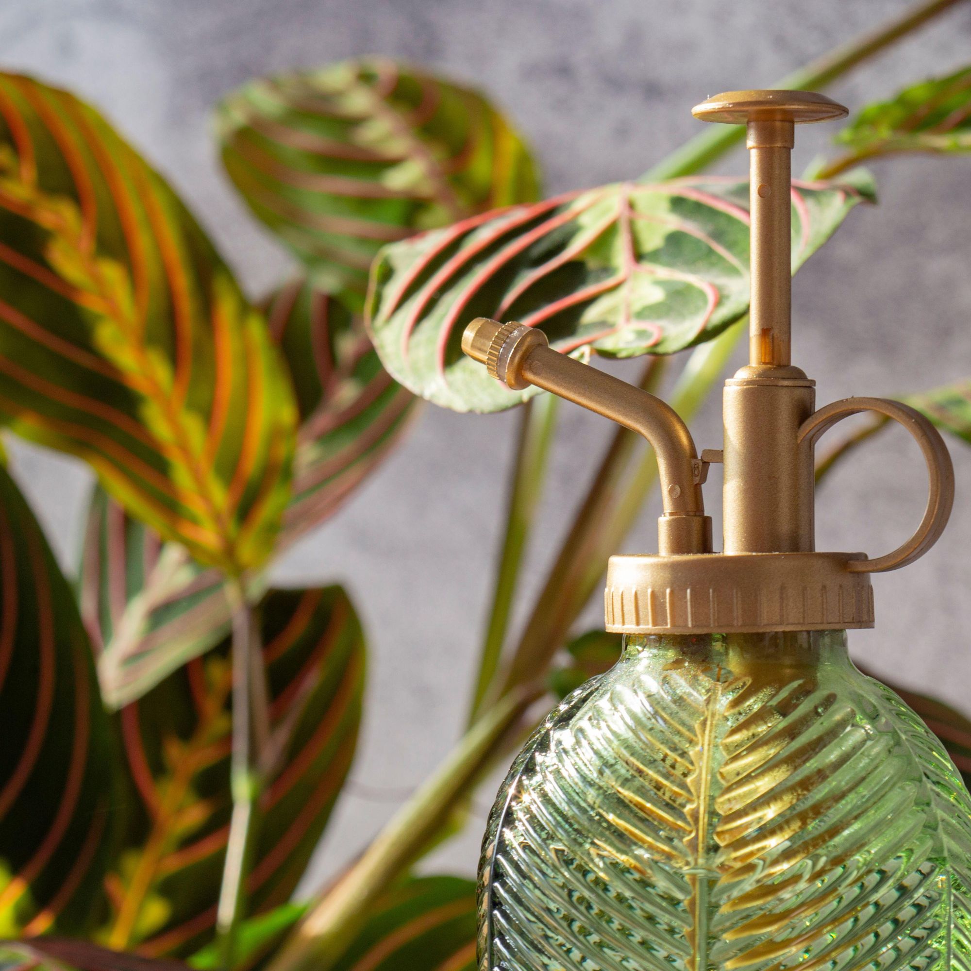 Fascinator Tricolor, houseplant with a plant mister bottle