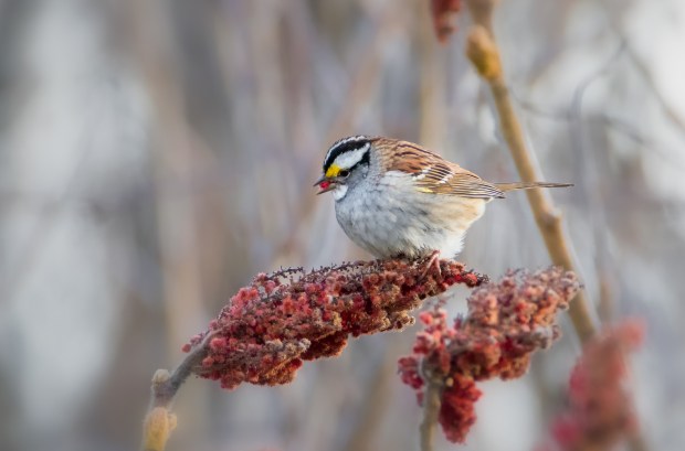 Seed heads feed birds in the fall and winter, like this white-throated Sparrow feeding on red sumac fruits. (Getty Images)