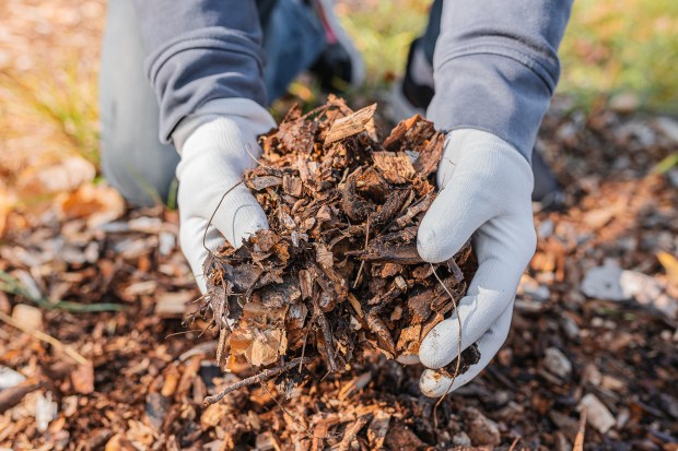 In flower beds, a light layer of leaves and wood chips acts as natural mulch, insulating roots and conserving soil moisture while decomposing into rich humus over time. (Getty Image)