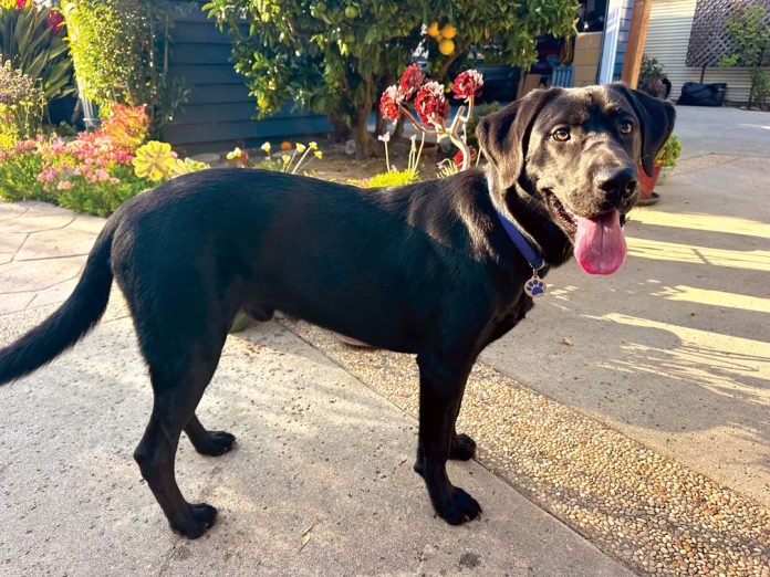 Garden dog