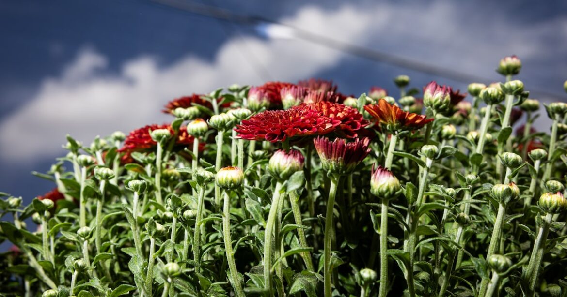 Looking to freshen up your garden for fall? Here are the top tips from Texas plant experts