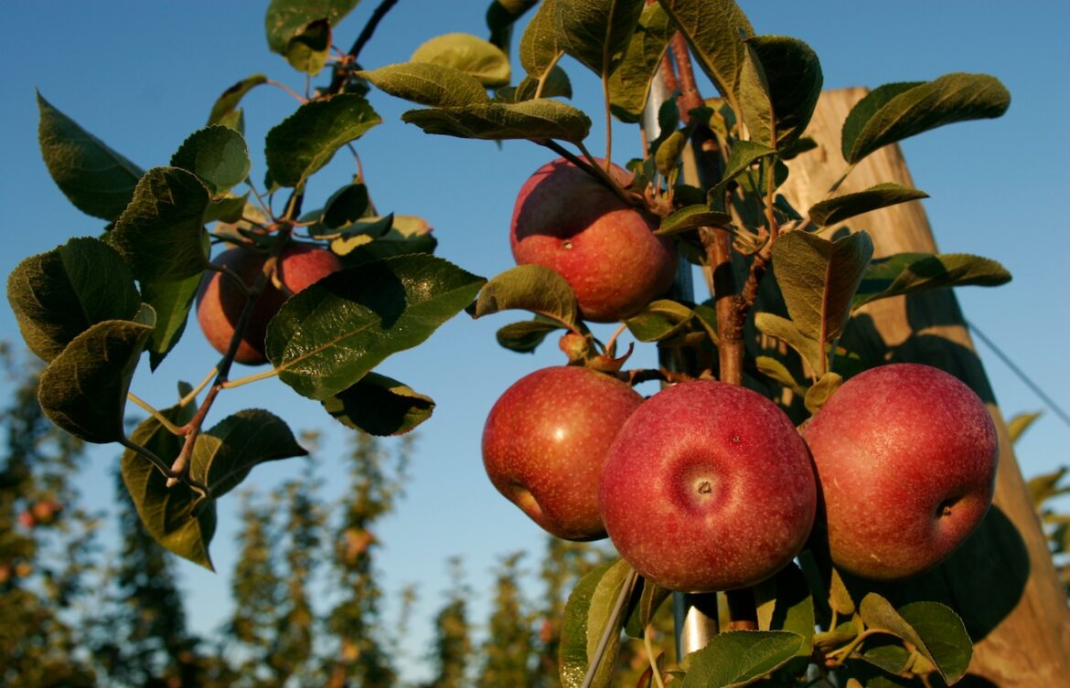 New York apple event offers $1K prize for school garden funding Mostly Sunny