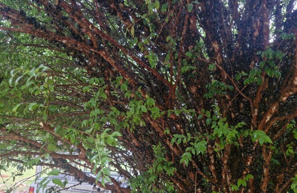 Thought my tree was covered in bugs...