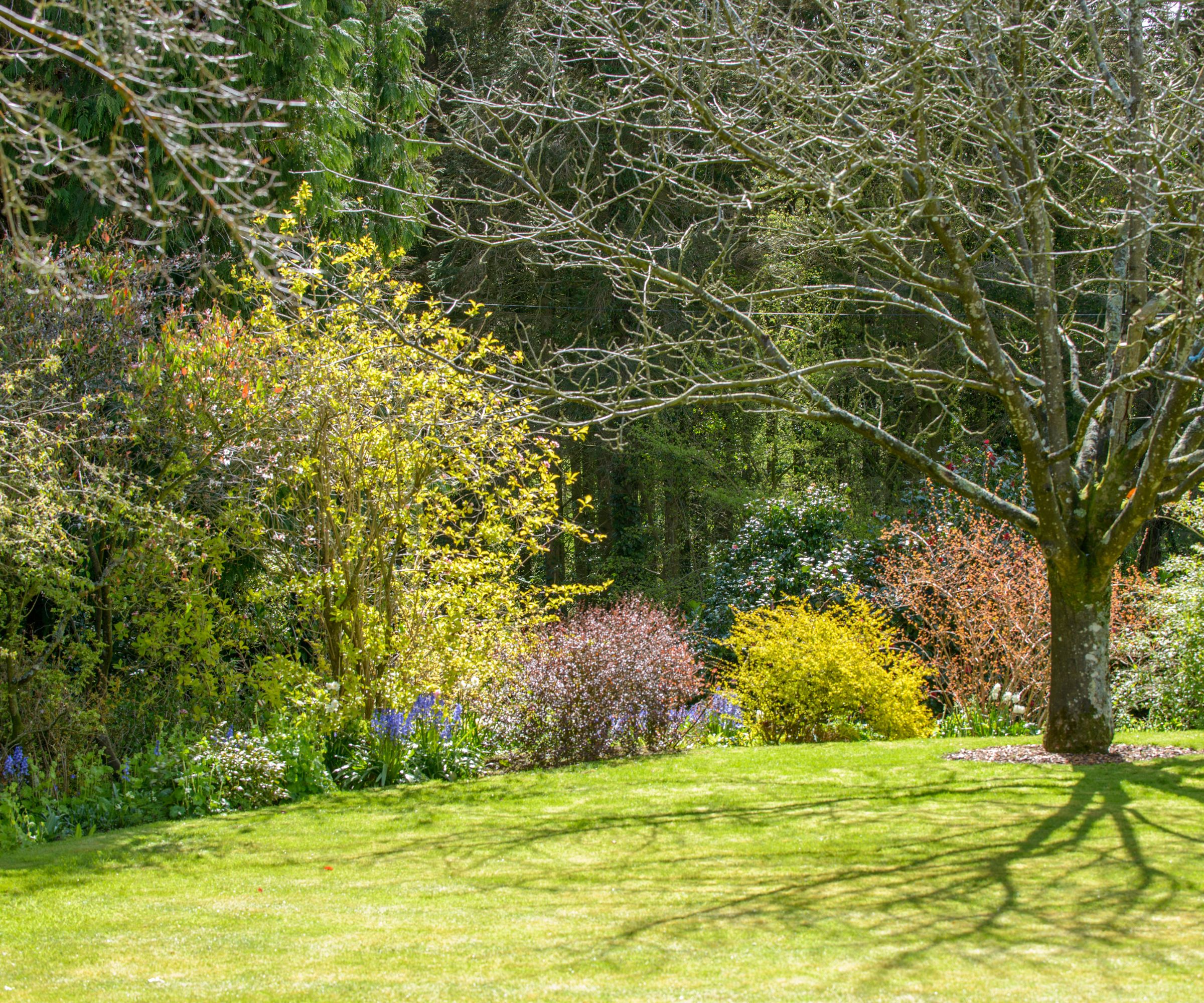 A view of the garden, lawn and herbaceous border.