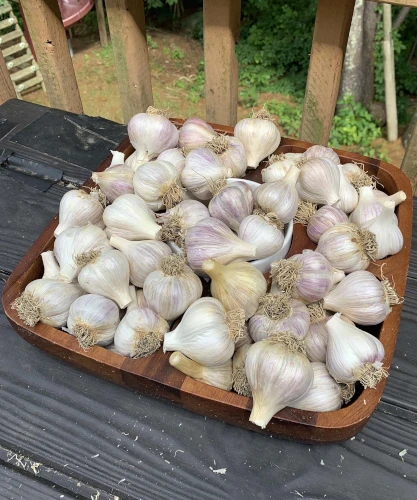 pile of garlic gloves