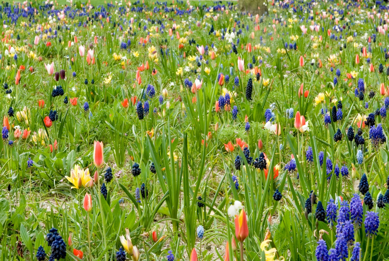 Blooming in succession