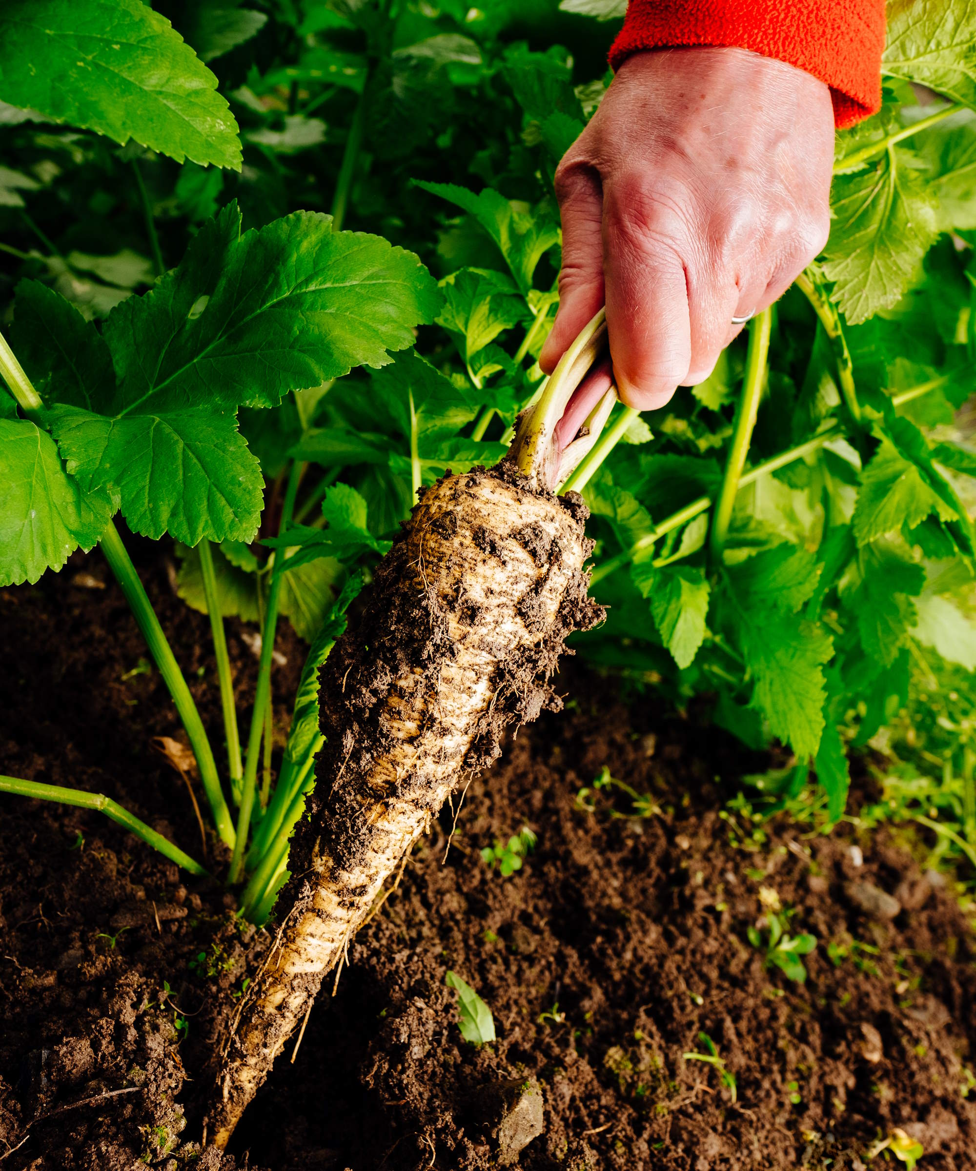 Harvesting parsnips in a vegetable garden
