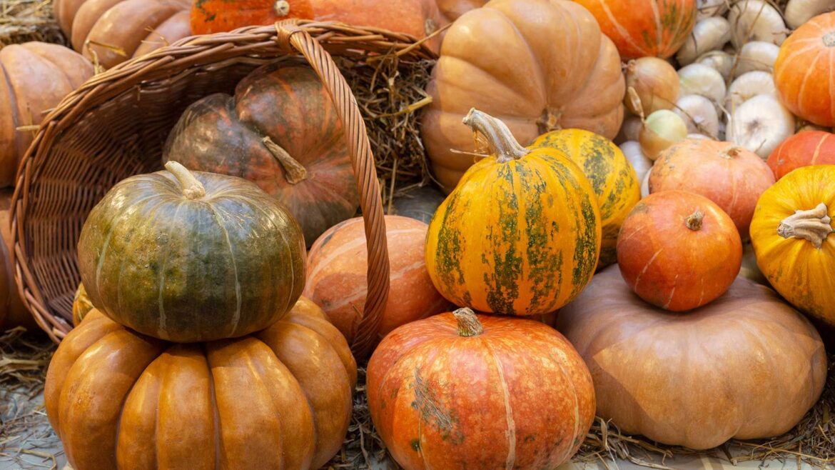 How to grow pumpkins from seeds: an expert guide How to grow pumpkins from seeds – pumpkin display