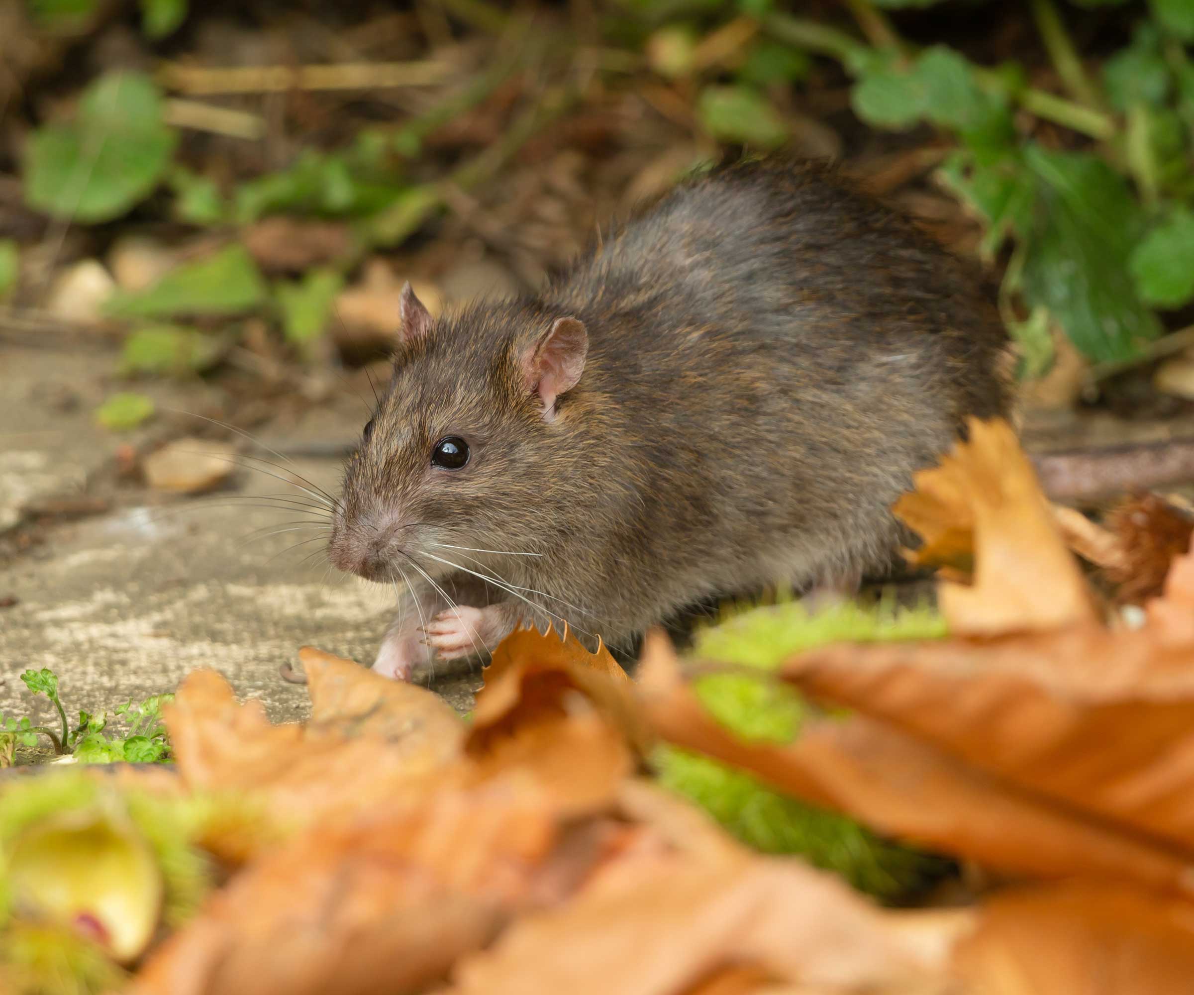rat in garden