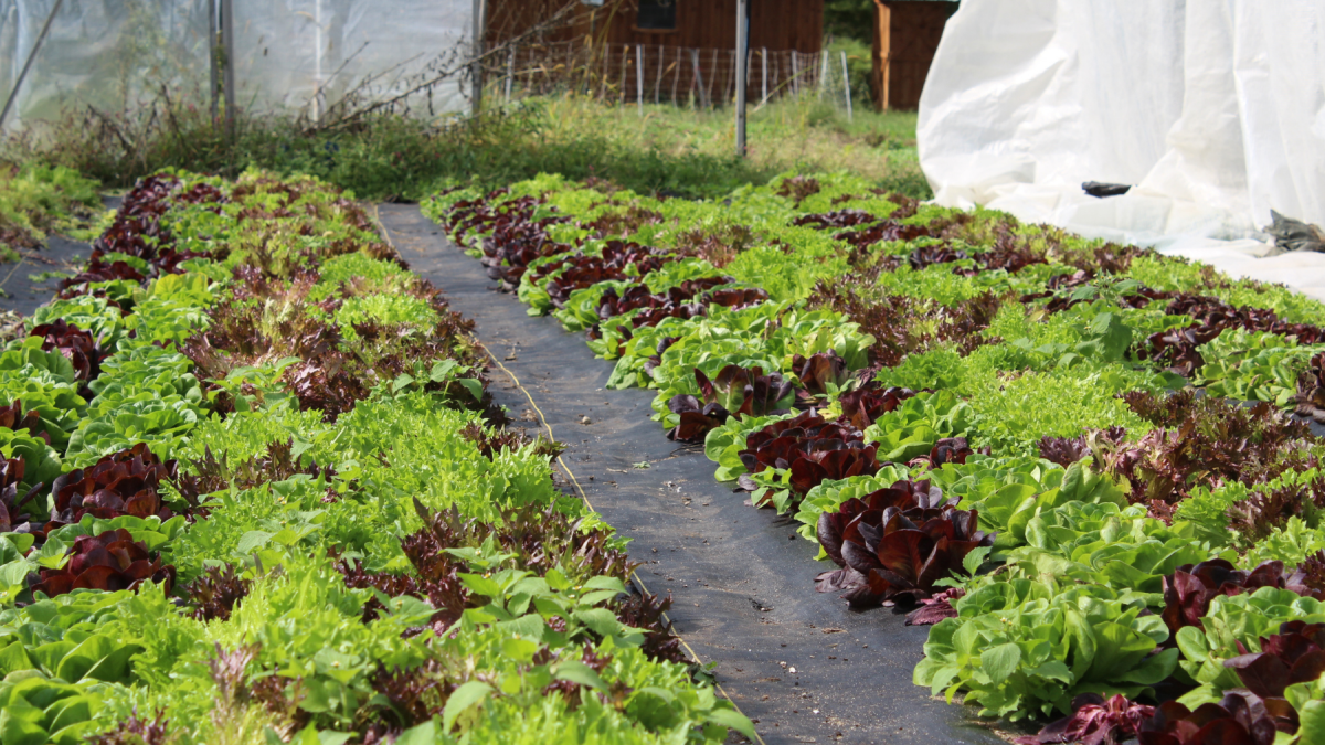 Greenhouse greens at Tangleroot Farm. Photo by TJ Brearton