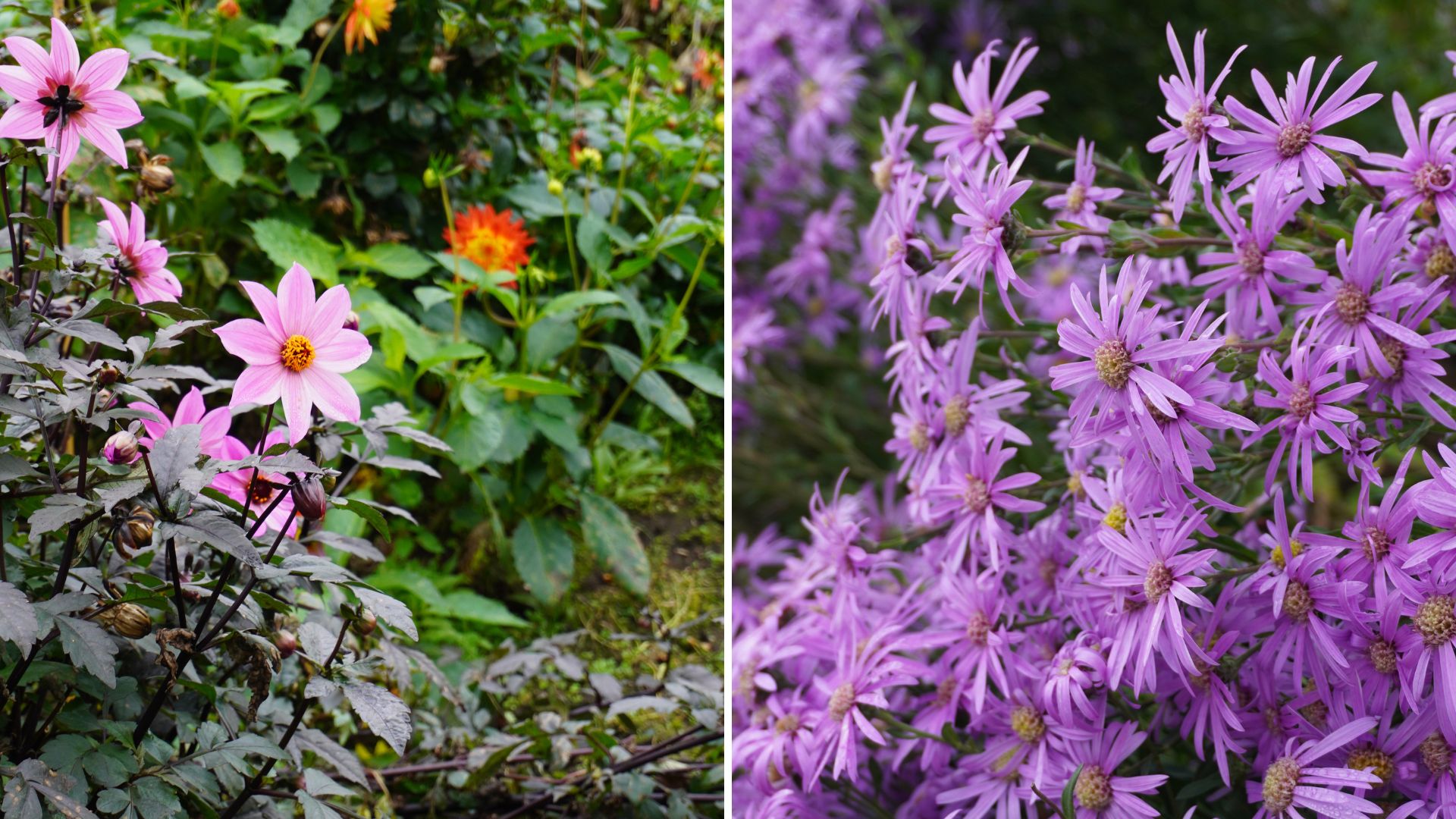 Fall blooms at Gravetye Manor