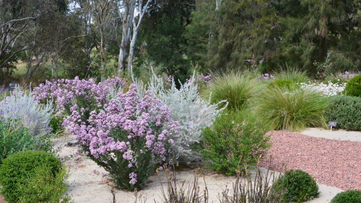 Free community picnic set to celebrate Wittunga Botanic Garden’s 50th anniversary