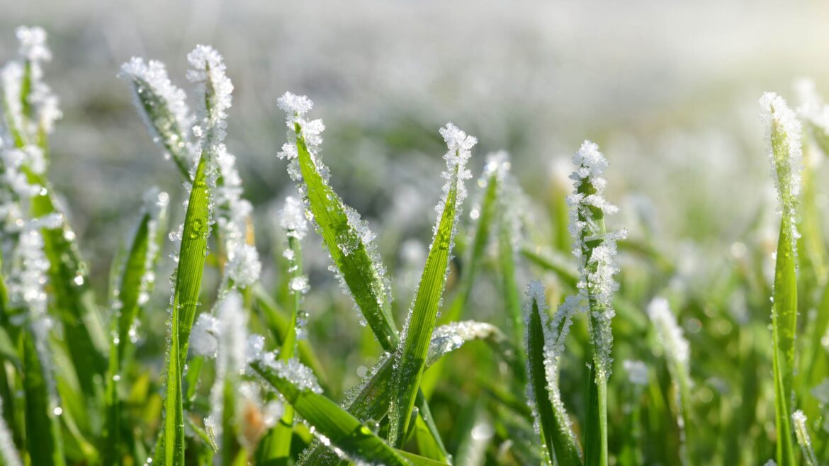 Gardeners urged to complete these 3 tasks before the first frost How to protect your garden from early frost this fall