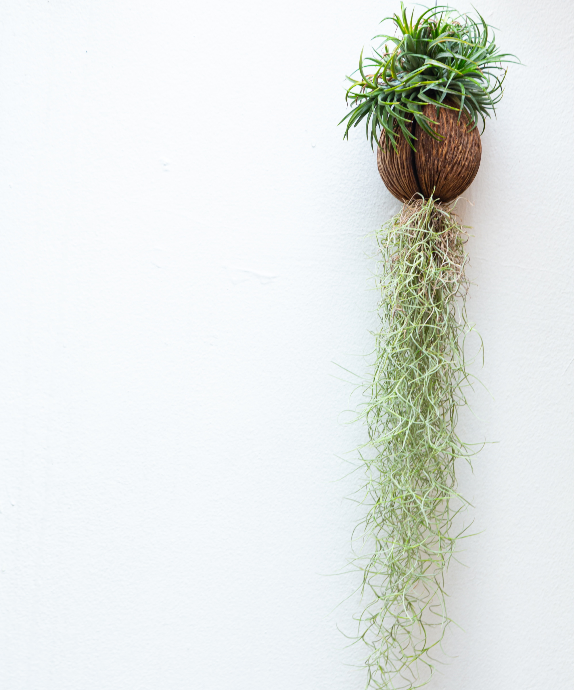 Air plant spanish moss