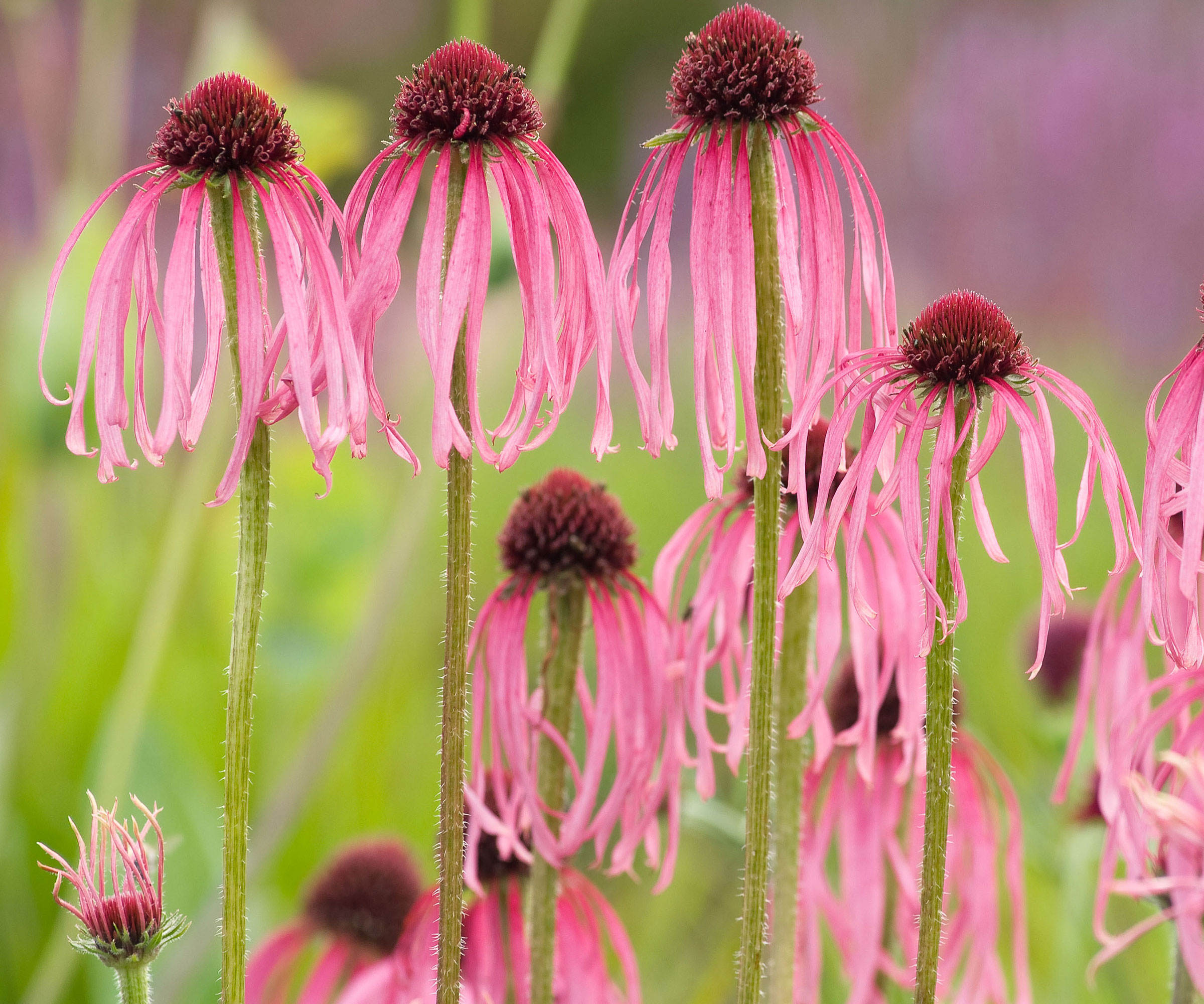 coneflower variety Echinacea Pallida in summer display