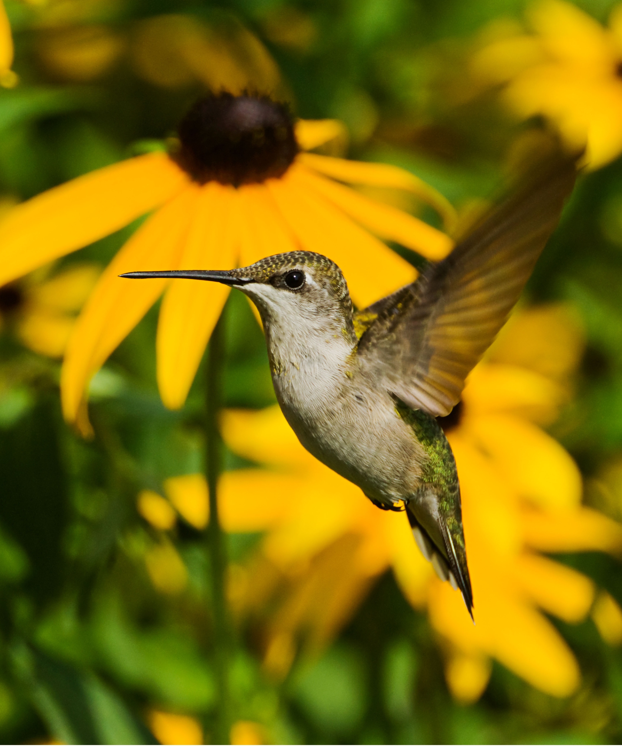 Hummingbird and rudbeckia