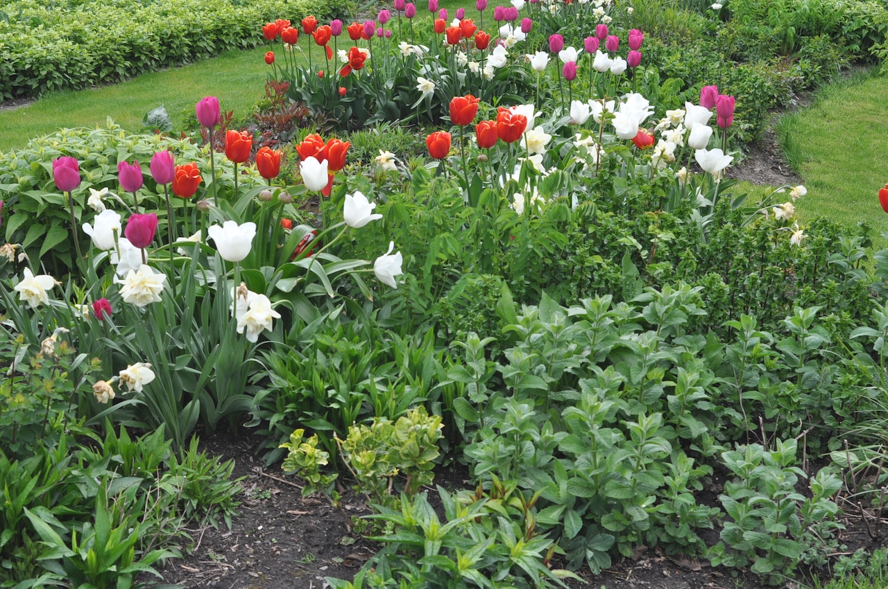 Mixing bulbs with other plants