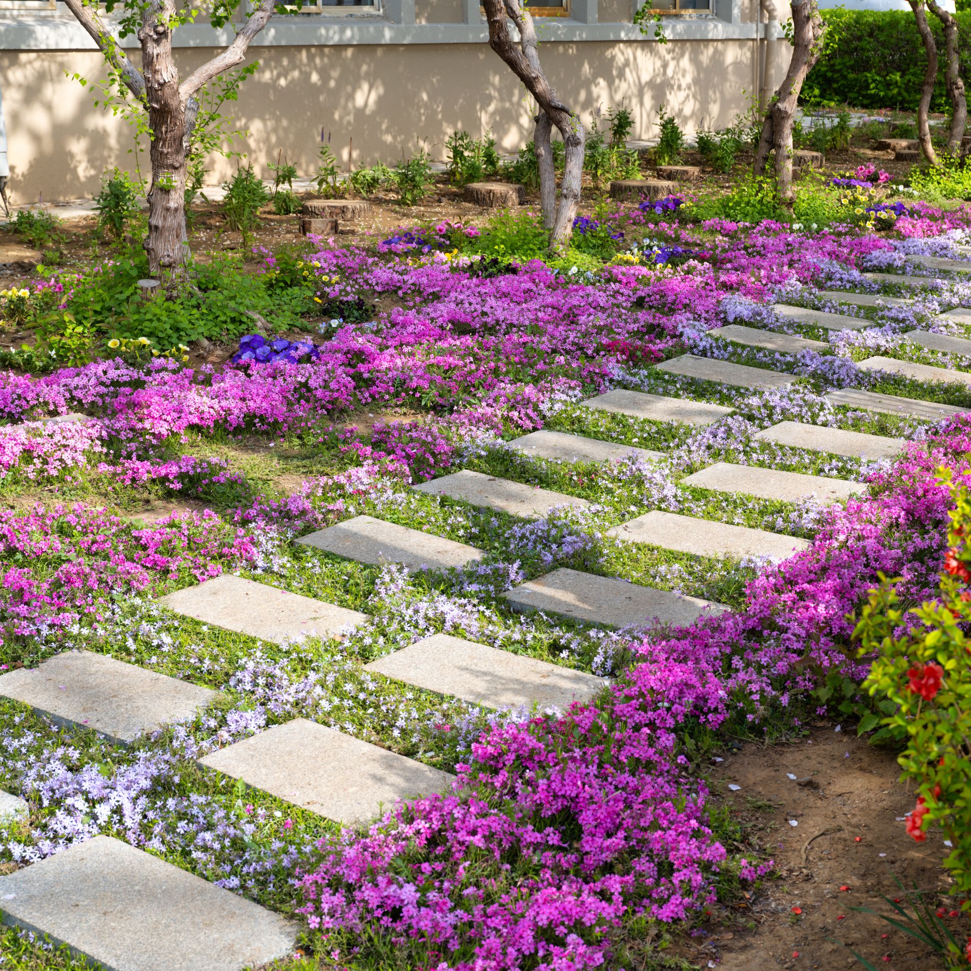 Creeping thyme lawn growing around stepping stones in garden