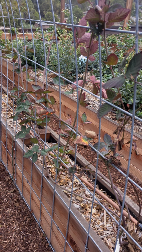 That's a wrap on year 1 in the berry patch.