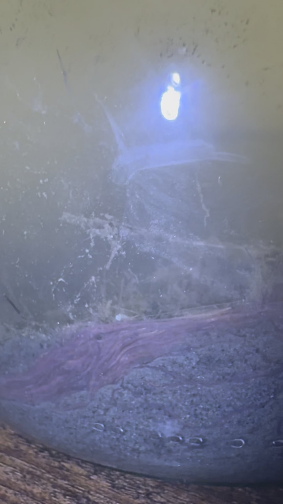 Does anyone know what these worms are?