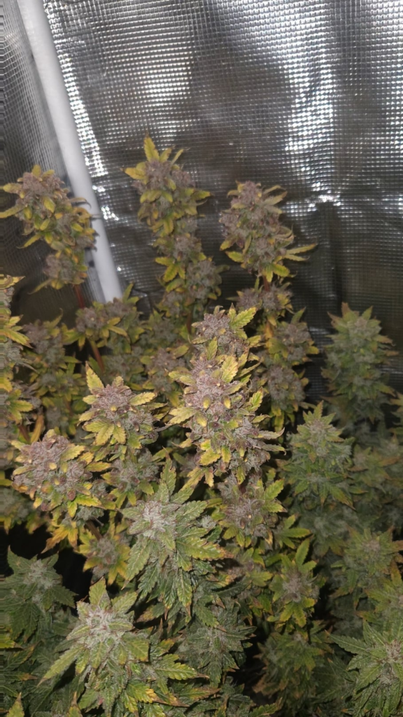 2x2 micro grow dosidos