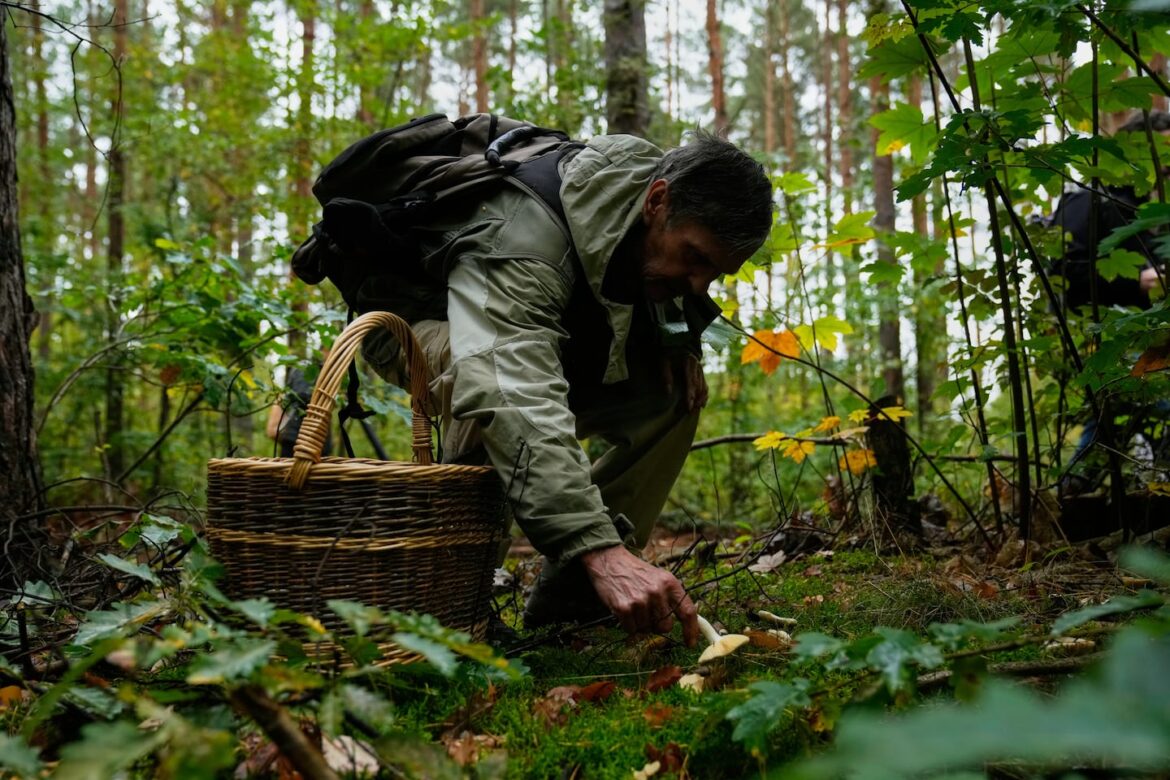 Tending garden and hunting for mushrooms keeps him grounded A mushroom hunter picked mushrooms in a forest in Potsdam, Germany, on Oct. 8.