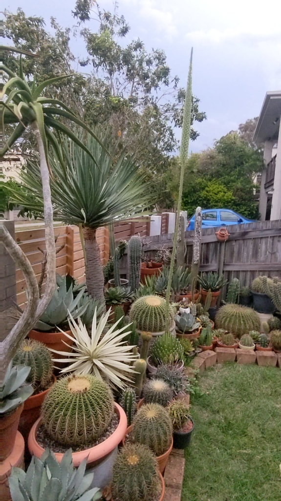 Agave Queen Victoria Reginae flower