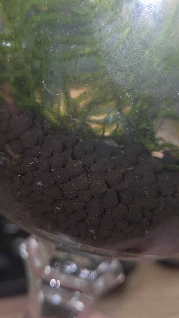 What are these tiny scooting critters, and how can I encourage more? What are these tiny scooting critters, and how can I encourage more?