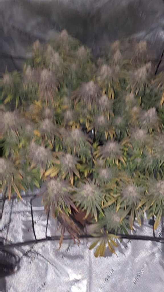 First time grower, harvest day! So happy with how it turned out. Super dank stuff here