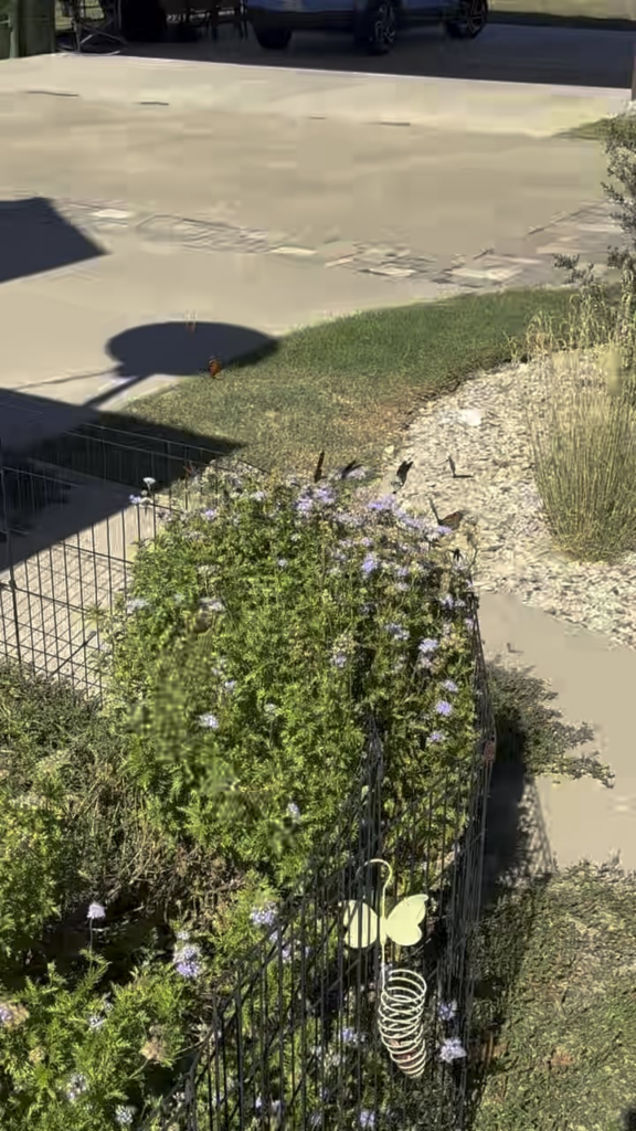 Monarchs love Gregg’s