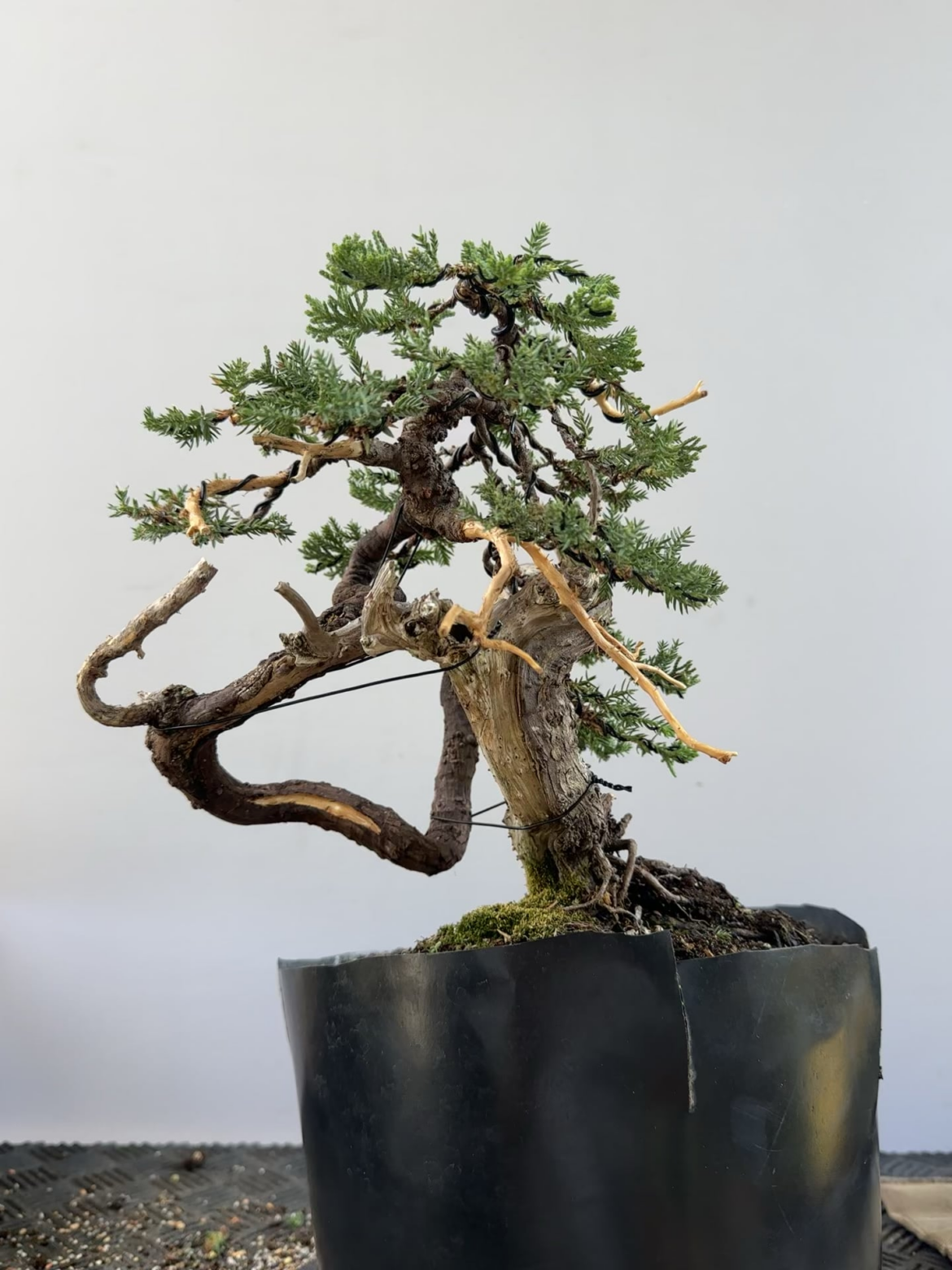 Procumbens juniper work