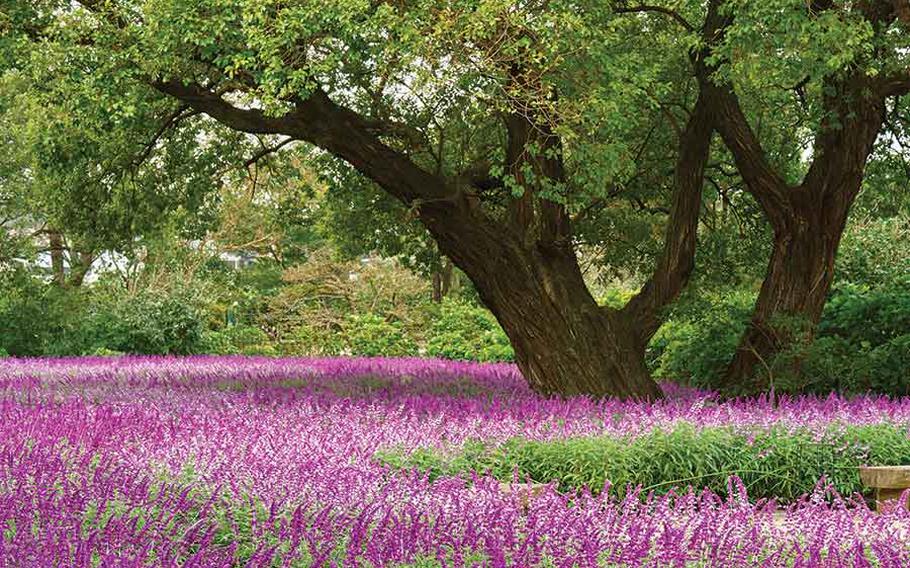 Purple flower spikes of amethyst sage in Ashikaga Flower Park.