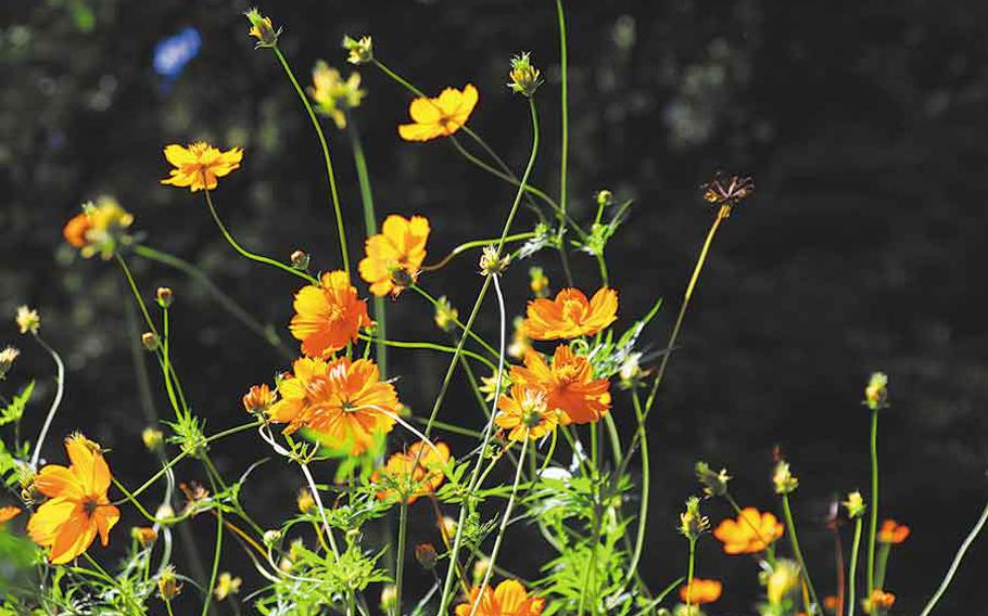A full close-up of yellow cosmos.