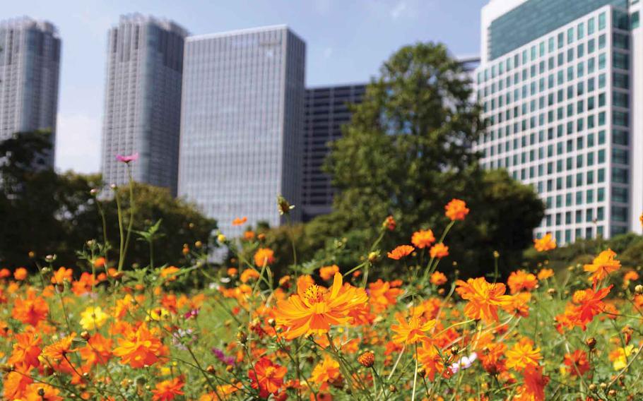 Autumn flowers in Hama-rikyu Gardens.