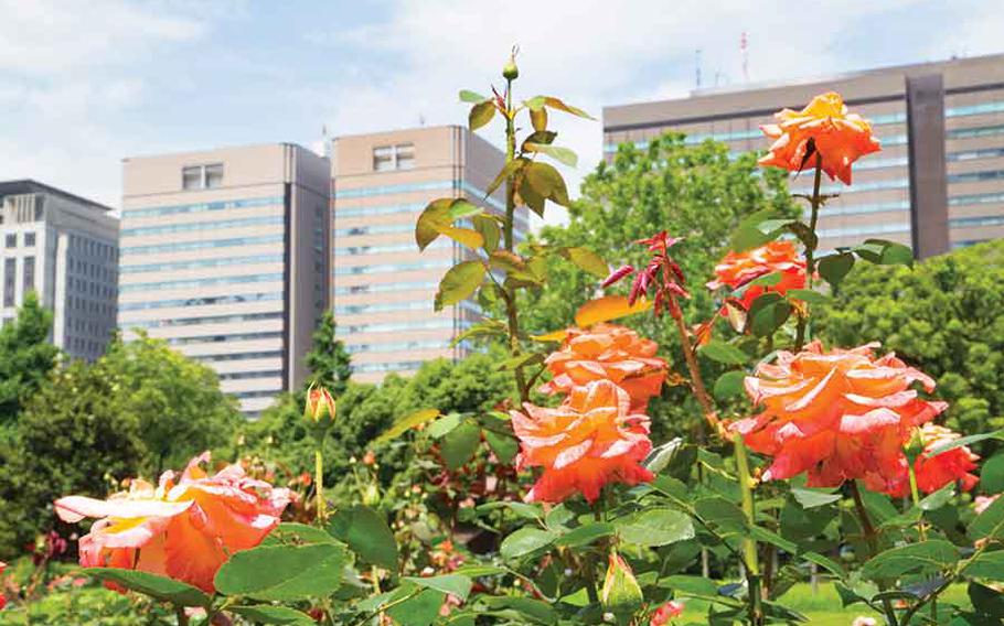 Autumn flowers in Hibiya Park.